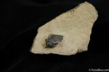 Cute Pseudocryphaeus (Cryphina) Trilobite #454-1